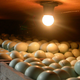 Image for article titled How to Grow a Chicken from Scratch